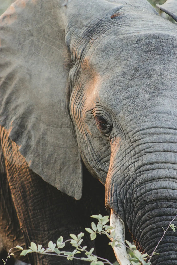 Why Choose Basec Africa Security Systems for Your Company’s Protection